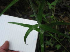 Fritillaria micrantha
