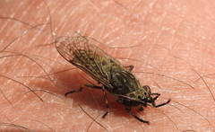 Haematopota pluvialis