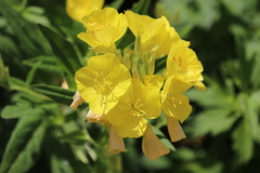Oenothera pilosella