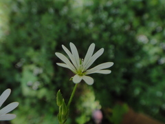 Cerastium sylvaticum