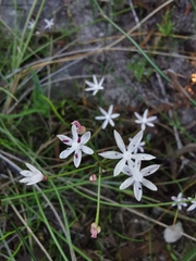 Strumaria tenella tenella
