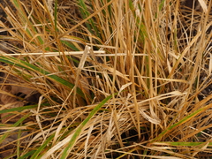 Calamagrostis × acutiflora