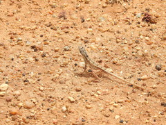 Sitana ponticeriana