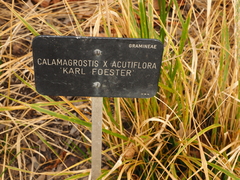 Calamagrostis × acutiflora