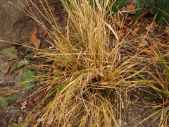 Calamagrostis × acutiflora