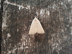 Macrochilo cribrumalis