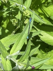 Enallagma geminatum