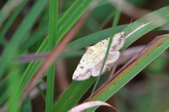 Hemeroplanis scopulepes