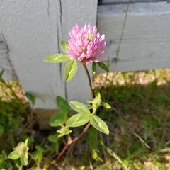 Trifolium pratense
