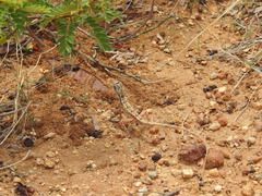 Sitana ponticeriana