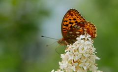 Argynnis adippe