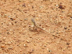 Sitana ponticeriana