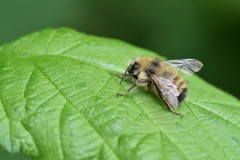 Bombus sitkensis