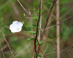 Stylisma humistrata