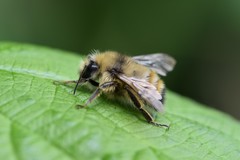 Bombus sitkensis