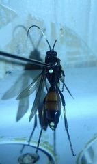 Ichneumon primatorius