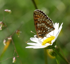 Melitaea britomartis