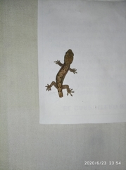 Lepidodactylus lugubris