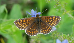 Melitaea britomartis