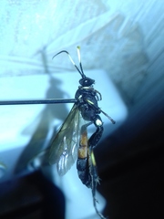 Ichneumon primatorius