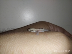 Lepidodactylus lugubris