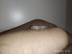 Lepidodactylus lugubris