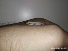 Lepidodactylus lugubris