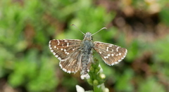 Pyrgus alveus