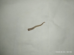 Lepidodactylus lugubris