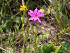 Sabatia gentianoides