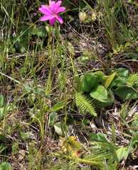 Sabatia gentianoides