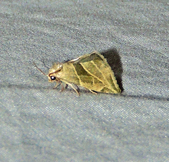 Plagiomimicus tepperi