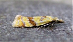 Phtheochroa vitellinana