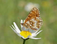 Melitaea aurelia