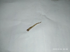 Lepidodactylus lugubris