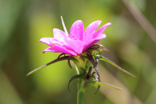 Image of Sabatia gentianoides by (c) Lauren McLaurin, some rights reserved (CC BY)