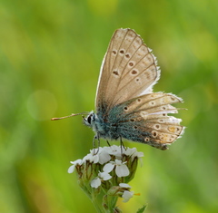 Polyommatus thersites
