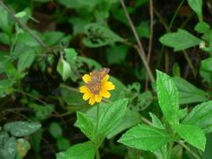 Parvospila lucianus
