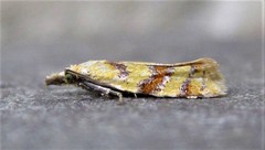 Phtheochroa vitellinana