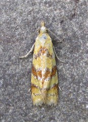 Phtheochroa vitellinana