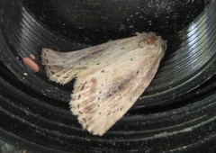 Photedes panatela