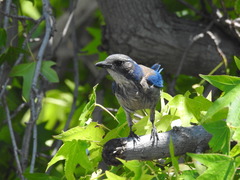 Aphelocoma californica