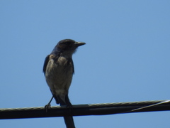 Aphelocoma californica