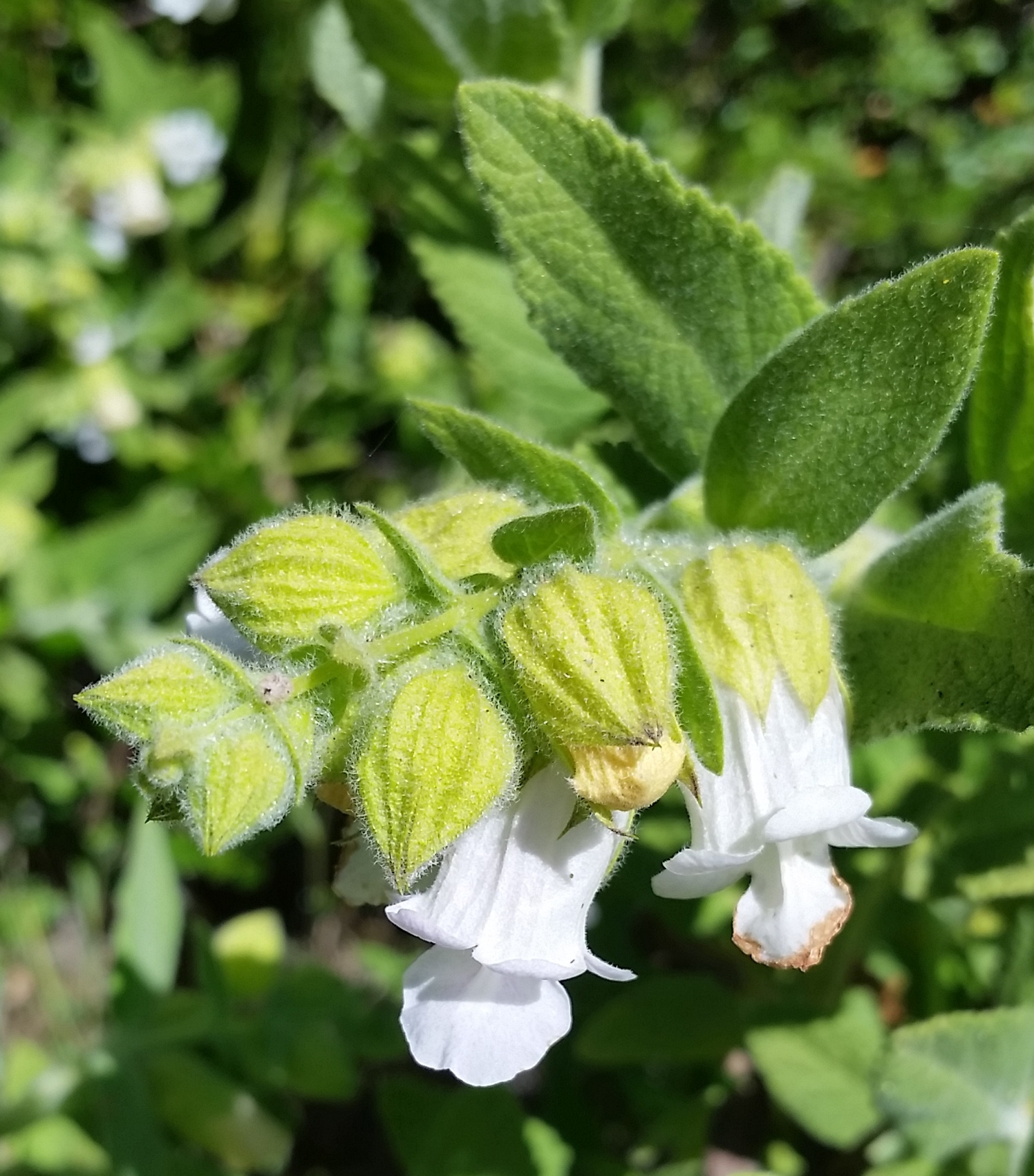 Lepechinia calycina