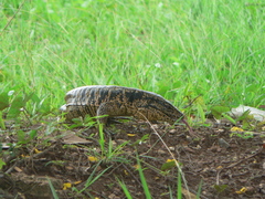 Tupinambis teguixin