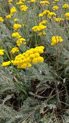 Tanacetum achilleifolium