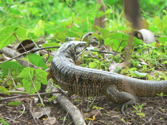 Tupinambis teguixin