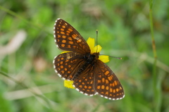 Melitaea britomartis