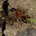 Camponotus dumetorum - Photo (c) Don Loarie, alguns direitos reservados (CC BY)