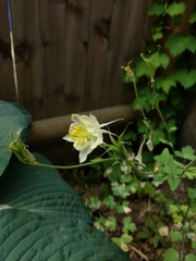 Aquilegia chrysantha